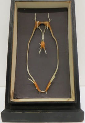Fig 4a: Wax model of the nervous system of a nut shell mollusc