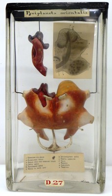 Fig 3: Wooden reconstruction model of the brain of a cockroach made by Edwin Tulley Newton, late 19th century