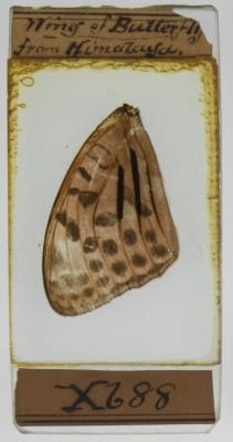 Quekett Butterfly wing from the Himalaya