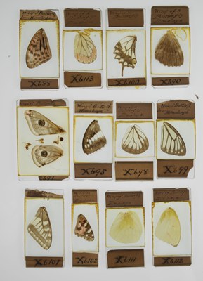 Quekett Tray of Butterfly Slides