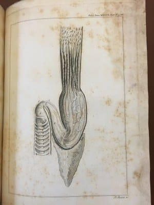 Sir Everard Home - An anatomical account of the squalus maximus  1809