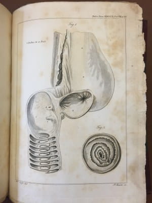 Sir Everard Home - An anatomical account of the squalus maximus  1809