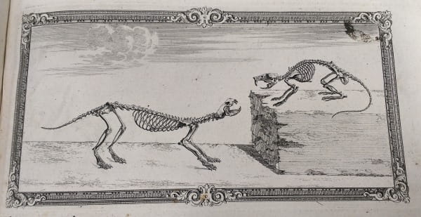 Rat and Weasel skeletons in their 'natural environment', as depicted in illustrations from the Osteographia