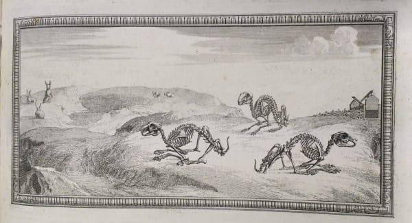 Rabbit skeletons in their 'natural environment', as depicted in illustrations from the Osteographia