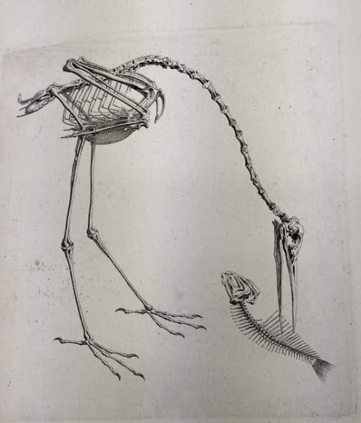 A stork skeleton in its 'natural environment', as depicted in illustrations from the Osteographia
