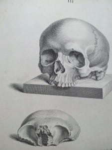 An illustration from Osteographia, depicting a skull in two parts, the jaw removed