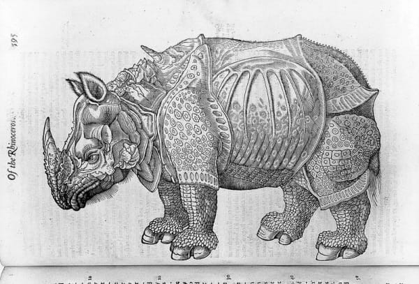 Topsell 4: the Rhinoceros