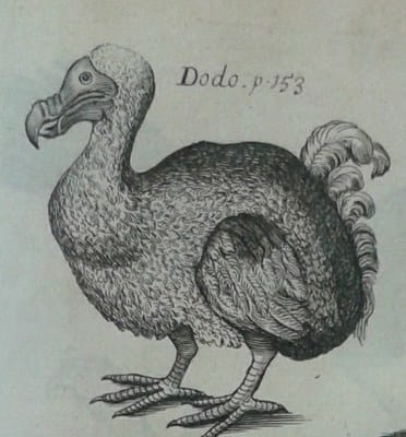 Ornothology dodo