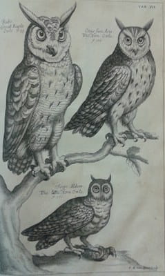 Ornithology owls