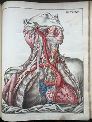 Ludwig Bierkowski - Anatomisch-Chirurgische Abbildungen  1827