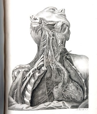 Justus Christian Loder - Tabulae Anatomicae 1803