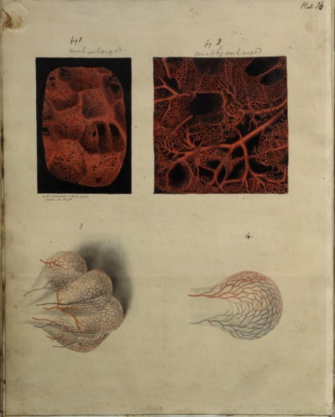 Illustrations of nerves from Henry Gray's Nerves of the human eye