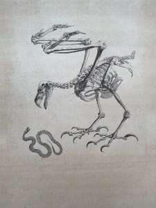 An illustration from Osteographia, depicting a skeletal bird attacking a skeletal snake