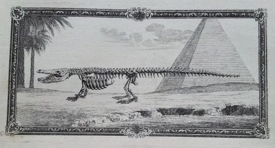 An illustration from Osteographia, depicting a skeletal crocodile in Giza, Egypt