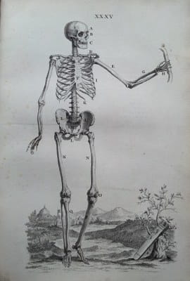 An illustration from Osteographia, depicting a human skeleton